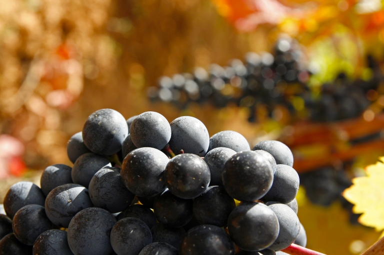 Tempranillo Grapes from Rioja Alavesa